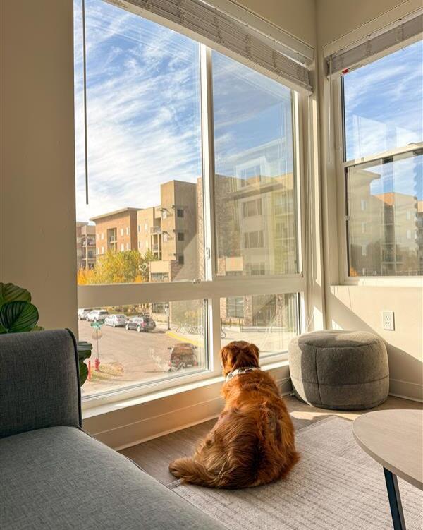 We know you all love our floor-to-ceiling windows\u2014but do you know who loves them even more? Your furry friends! \ud83d\udc3e\u2728\n\nSign for a 4x4 corner today to guarantee an outward-facing unit with double floor-to-ceiling windows. At Uncommon Boise, enjoy pet-friendly living, cozy vibes, and all the modern amenities you could ask for! \ud83c\udfe1\ud83d\udc9b\n\n