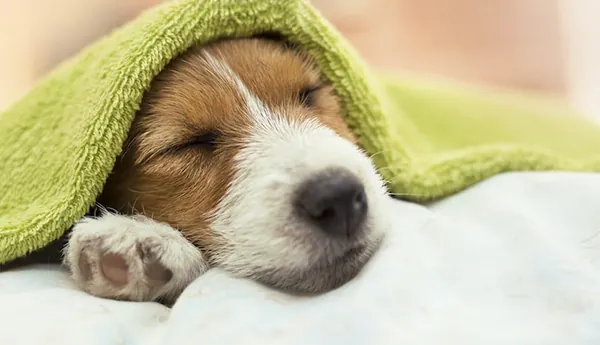 Dog Run & Dog Wash