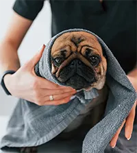 Cute dog wrapped in a towel