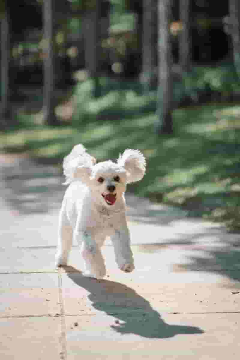 Pet-friendly BSU student apartments