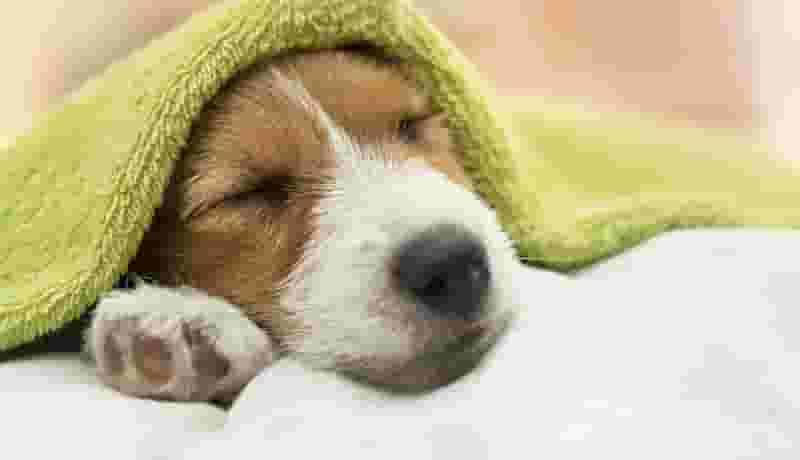 Dog Run & Dog Wash